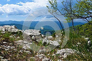 View point with white blooming poet\'s daffodil (Narcissus poeticus) flowers