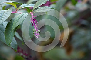 View of pokeweed berries