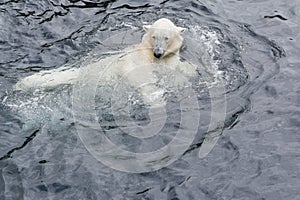 View of polar bear swimming in the water