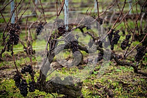 View on Pomerol village, production of red Bordeaux wine, Merlot or Cabernet Sauvignon red wine grapes on cru class vineyards in