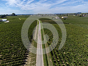 View on Pomerol village, production of red Bordeaux wine, Merlot or Cabernet Sauvignon red wine grapes on cru class vineyards in