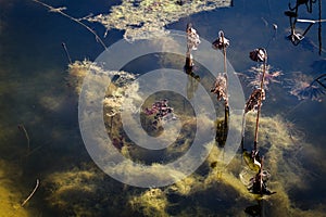View of a pond with algae, plants, underwater grasses and withered lotus flowers