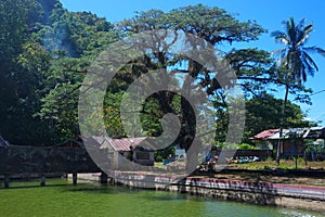 view of the pond, big tree and house