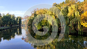 View of the pond with ducks and trees. The sun`s rays fall on the crowns of the trees create a sense of magic. The concept of beau