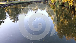 View of the pond with ducks and trees. The sun`s rays fall on the crowns of the trees create a sense of magic. The concept of beau