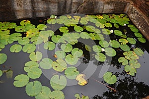 View of a pond full of White Water Lily .