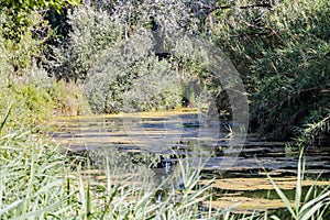 View of the pond