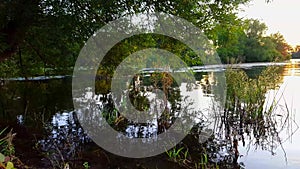 View of Pond With Overhanging Tree and Reflections Over Water.  Lakeside Overhang With Clear Water Reflection