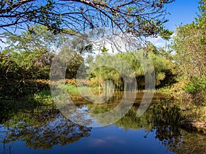 View of a pond with papyrus plants