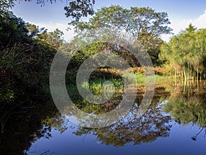 View of a pond with papyrus plants and some other native vegetation