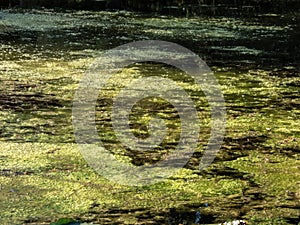 View of a pond with water surface covered with green blooming algae. Thick layer of algae in water