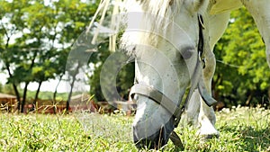 View on a pony horse eating and walking in the backyard of a farm on a sunny summer day