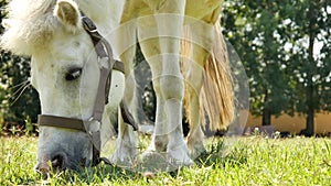 View on a pony horse eating and walking in the backyard of a farm on a sunny summer day