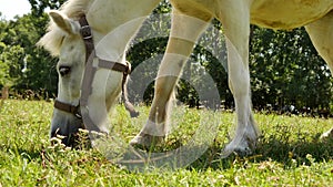 View on a pony horse eating and walking in the backyard of a farm on a sunny summer day