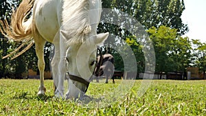 View on a pony horse eating and walking in the backyard of a farm on a sunny summer day