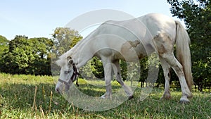 View on a pony horse eating and walking in the backyard of a farm on a sunny summer day