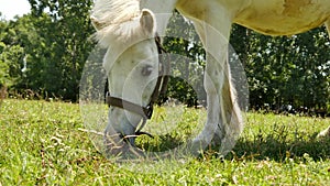 View on a pony horse eating and walking in the backyard of a farm on a sunny summer day