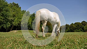 View on a pony horse eating and walking in the backyard of a farm on a sunny summer day