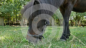 View on a pony horse eating and walking in the backyard of a farm on a sunny summer day