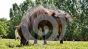 View on a pony horse eating and walking in the backyard of a farm on a sunny summer day