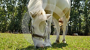 View on a pony horse eating and walking in the backyard of a farm on a sunny summer day