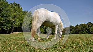 View on a pony horse eating and walking in the backyard of a farm on a sunny summer day