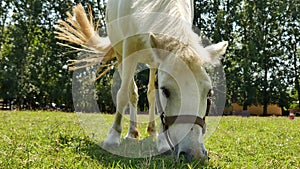 View on a pony horse eating and walking in the backyard of a farm on a sunny summer day