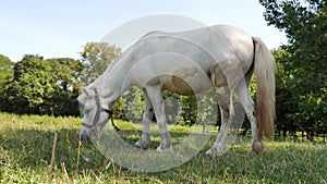 View on a pony horse eating and walking in the backyard of a farm on a sunny summer day