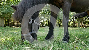 View on a pony horse eating and walking in the backyard of a farm on a sunny summer day