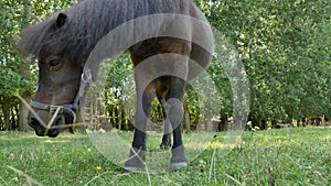 View on a pony horse eating and walking in the backyard of a farm on a sunny summer day