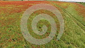 View of the poppy field from a quadrocopter