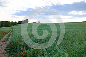 Poppy seed field