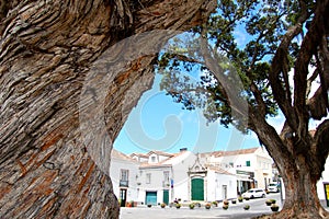 View at the portuguese street through giant trees