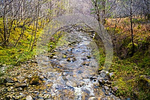 View of the post-glacial Caledonian Forest at Beinn Eighe Nature Reserve near Kinlochleven in the Highlands of Scotland