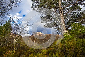 View of the post-glacial Caledonian Forest at Beinn Eighe Nature Reserve near Kinlochleven in the Highlands of Scotland