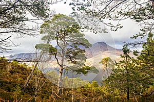 View of the post-glacial Caledonian Forest at Beinn Eighe Nature Reserve near Kinlochleven in the Highlands of Scotland