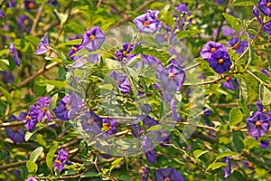 POTATO BUSH SHRUB COVERED IN FLOWERS