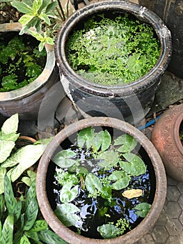 View of the potted lotus