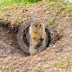 View at the Prairie dog near Vermillion lakes in Banff National Park - Canada