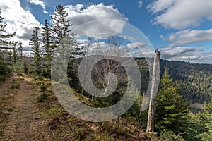 View of a preserved mountain forest in a silent wild valley