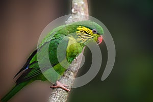 view of pretty lorikeet