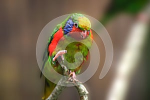 view of pretty lorikeet