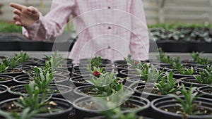 View of pretty smiling girl in greenhouse, looks and touches flower