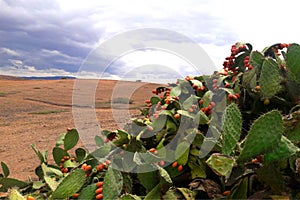 A view of the prickley pears and the sky in the outskirts of Oujda in Morocco