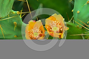 View of a prickly cactus flower in the jungles of Rajasthan