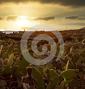 View of a prickly pears plantation, Linosa