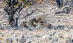 A view of a pride of lions awaking due to elephant proximity in the Etosha National Park in Namibia