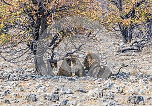 A view of a pride of lions concealed close to a waterhole in the Etosha National Park in Namibia