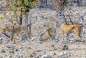 A view of a pride of lions at a waterhole in the Etosha National Park in Namibia