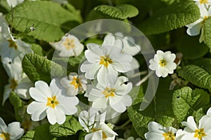 view of primroses in a garden